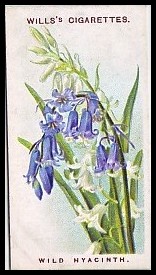 36 Wild Hyacinth